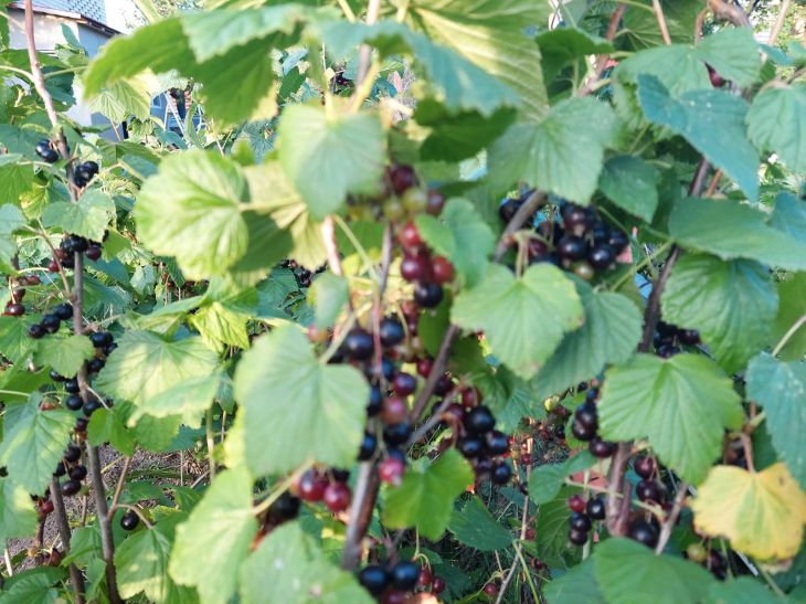 Currants will be covered with large and juicy berries: here's what to feed them with in the spring Currant