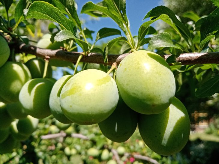 So füttern Sie eine Pflaume im Frühjahr: Jede Sorte braucht diese Düngemittel Pflaumen