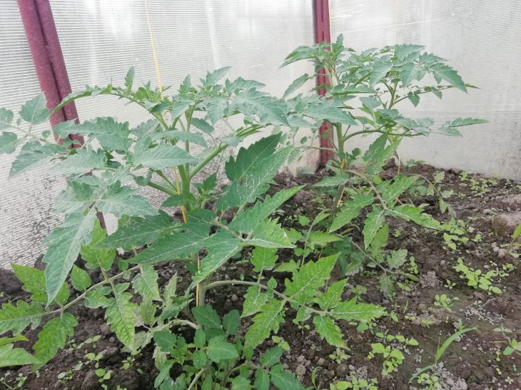 What to do if tomato seedlings have grown skinny: 2 feedings - and the stem will be thicker than a finger Tomatoes Seedlings