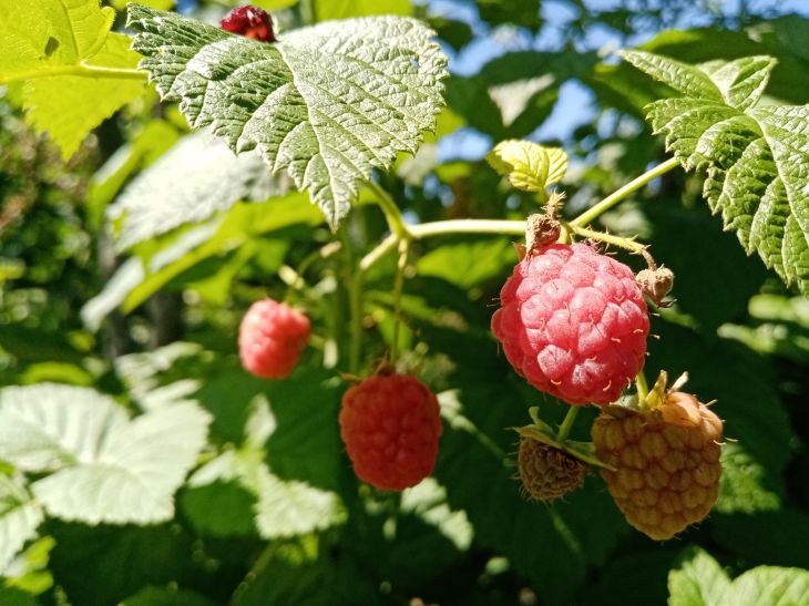How to feed raspberries in spring 2023: for the health of bushes and the quality of the harvest Raspberry