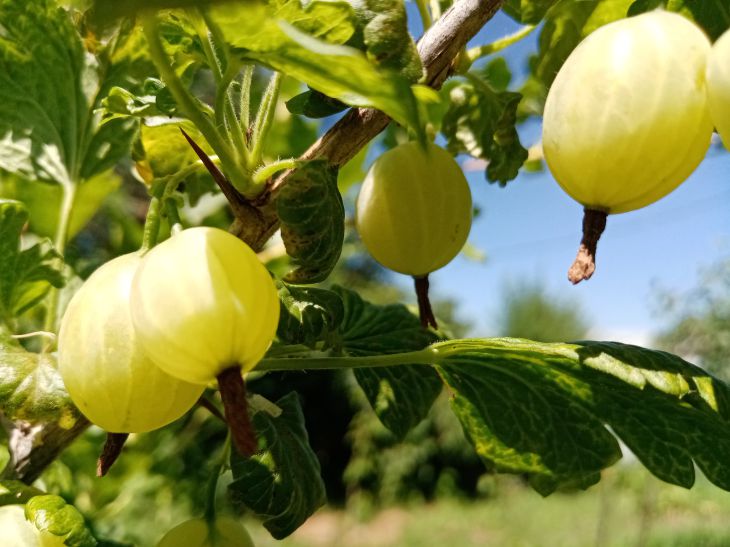 You have never picked such sweet currants and gooseberries: how to fertilize the bushes Gooseberry