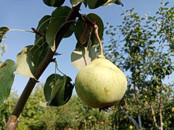 Comment traiter les arbres au printemps : le secret de la santé et de la fertilité Poire