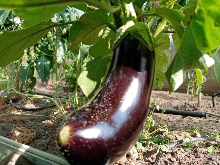 De quels parasites les aubergines ont-elles peur : conseils pour les jardiniers débutants Aubergine