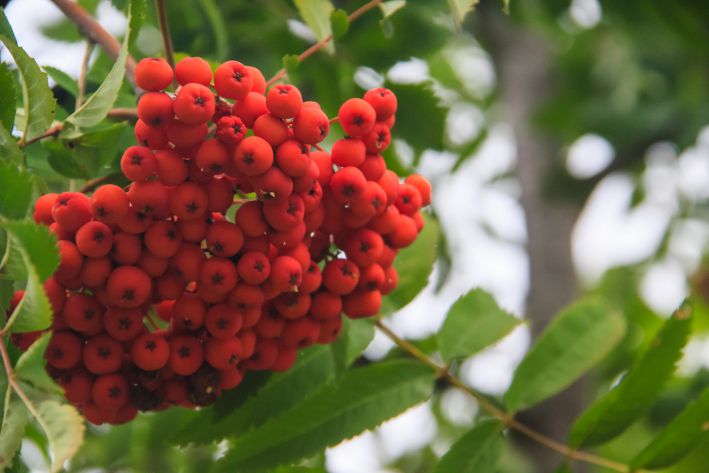 Is it possible to plant rowan near the house: the main signs and prohibitions Rowan