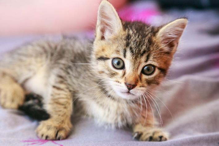 Ce qui menace un chat domestique : même en appartement, l'animal est en danger Chat