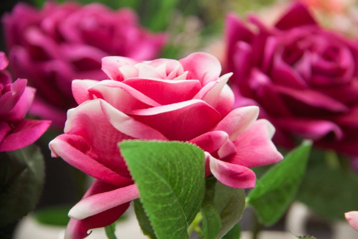 How to choose fresh flowers and understand that the bouquet will not last even a day: nuances and tricks Flowers