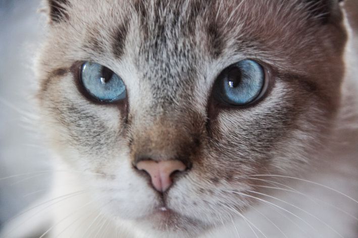 How to Stop a Cat from Chewing Wires: It's Easier Than It Seems Cat Animal