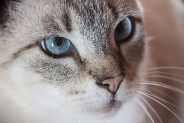 6 einfache Möglichkeiten, Ihre Katze glücklich zu machen Katze