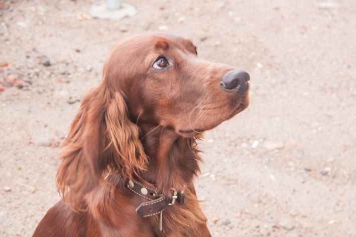 Comment les chiens perçoivent le monde qui les entoure : pas du tout comme vous le pensez Chien