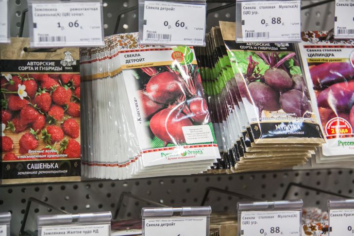 How to instantly check seeds for germination: it will only take a minute Seeds