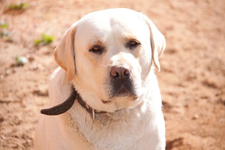 Les chiens peuvent-ils se souvenir des mauvaises personnes : une histoire vraie Chien