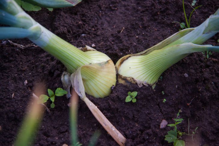 After this top dressing, the onion will grow throughout the entire garden: we prepare it ourselves Onion
