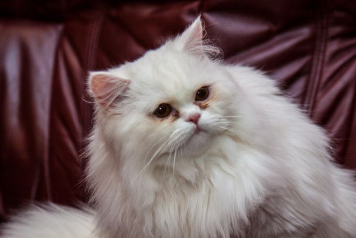 Warum erbricht eine Katze weißen Schaum: die Hauptursachen für die Krankheit eines Haustiers Katze