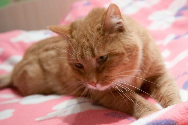 Ist es möglich, Katzen und Hunde mit Milch und Fisch zu füttern? Viele wissen es nicht einmal Katze