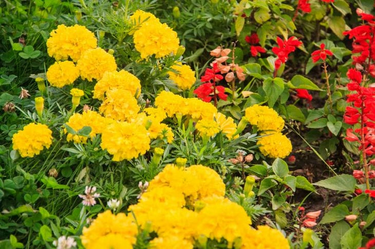 What flowers to plant to turn the area into a carpet blooming until autumn: 3 suitable options Flowers