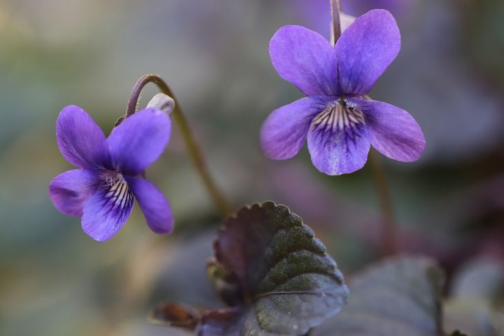 3 Houseplants for Good Luck and Prosperity: Must Have at Home violet