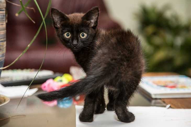 Que faire si votre chat demande à sortir Chat