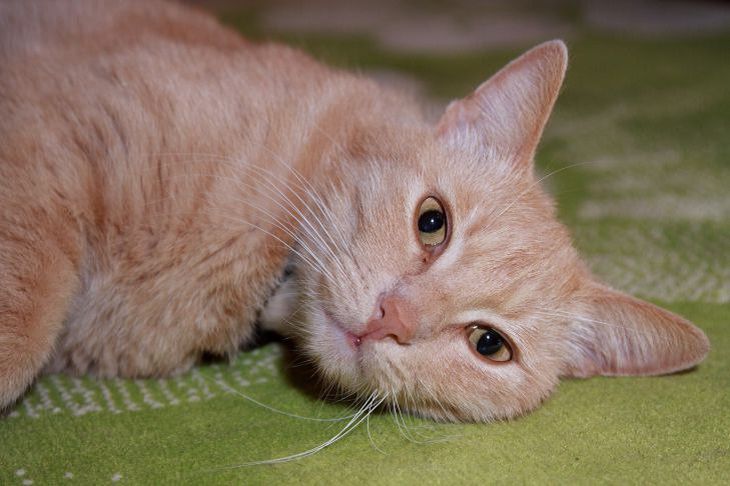 How long can a cat go without food without causing harm to its health? cat