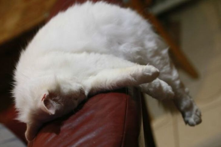Why Do Cats Cover Their Faces When Sleeping: 5 Reasons cat