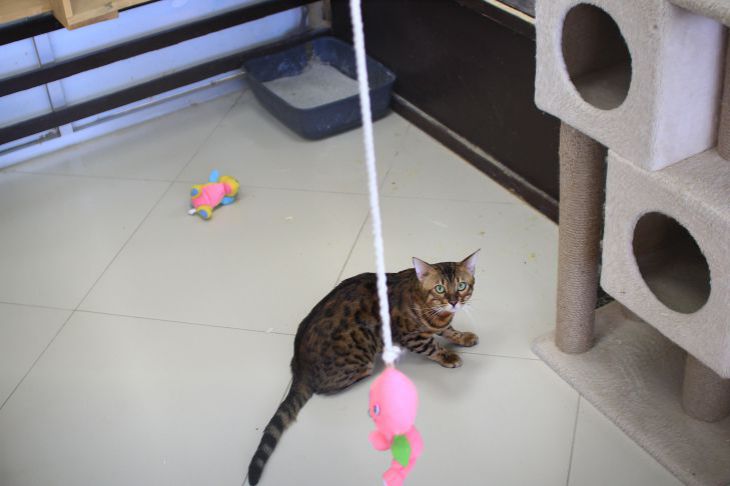TOP 5 juguetes gratuitos para gatos gato con un juguete