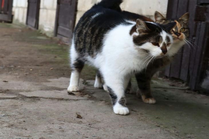 Por qué los gatos pelean: los principales motivos que obligan a las mascotas a pelear gatos