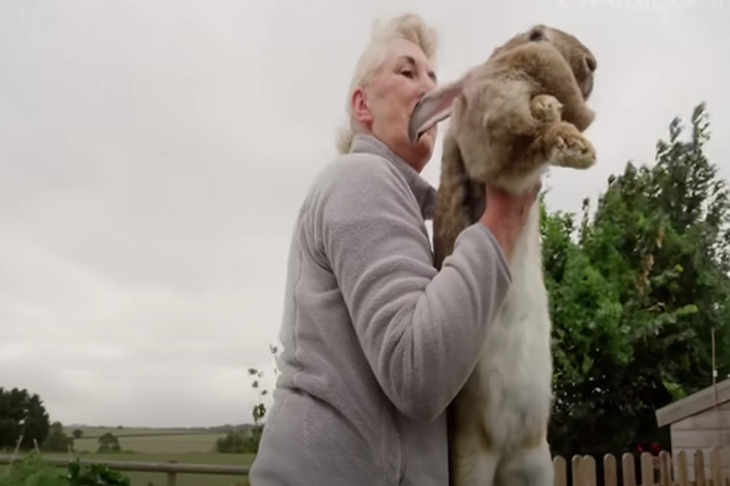 What Happened to the World's Biggest Rabbit Stolen from a Former Playboy Model Woman with a rabbit
