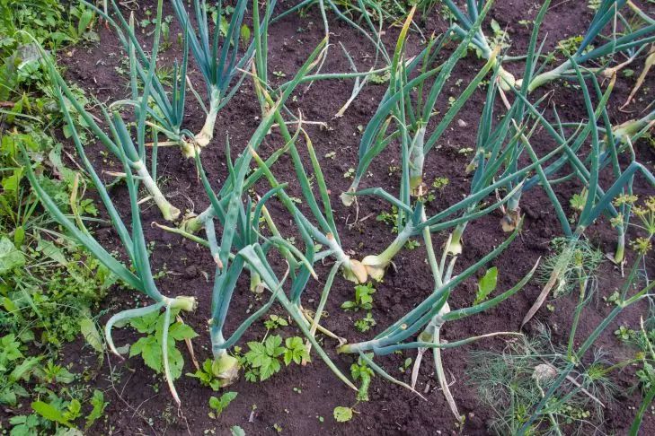 Ammonia against onion fly: how to water onions usefully onion