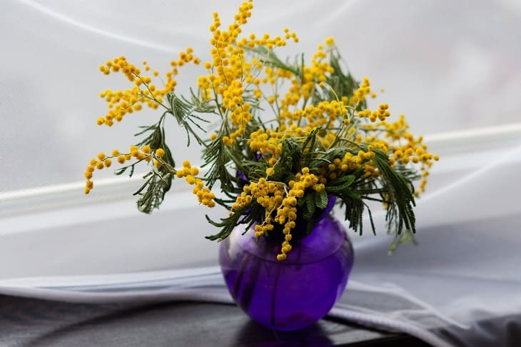 How to keep cut mimosa fluffy in a vase at home: should you put it in water or not Mimosa