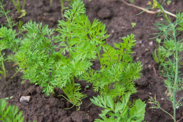 Comment éviter d'attirer les mouches de la carotte lors de l'éclaircissage des carottes : voici ce dont vous avez besoin pour pulvériser la plante carotte