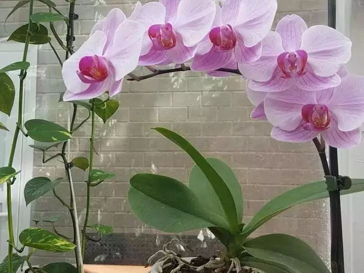 Cómo hacer que una orquídea produzca un pedúnculo: florecerá magníficamente ante tus ojos orquídea