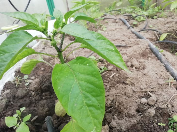 How to properly dive sweet peppers: some rules will be new even for experienced gardeners Pepper