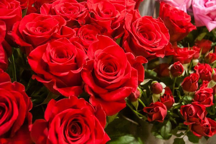 How to Keep Cut Roses in a Vase for a Long Time: What to Add to Water to Extend Their Life roses