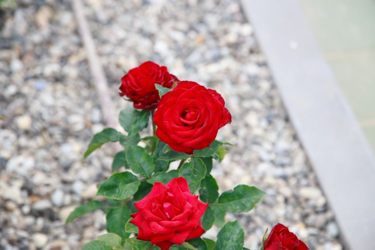 An effective way to propagate roses, which requires onions Flowers, roses
