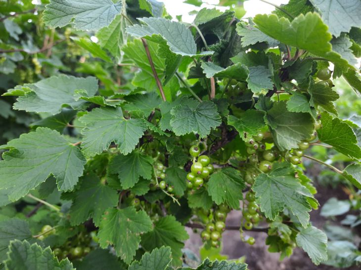 In early spring, feed the currants with this solution: the berries will be large and sweet. Currant
