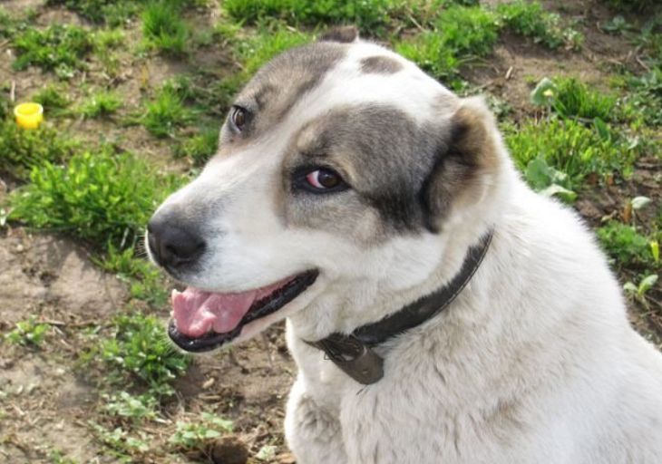 How to Train a Dog Not to Pull on a Leash dog