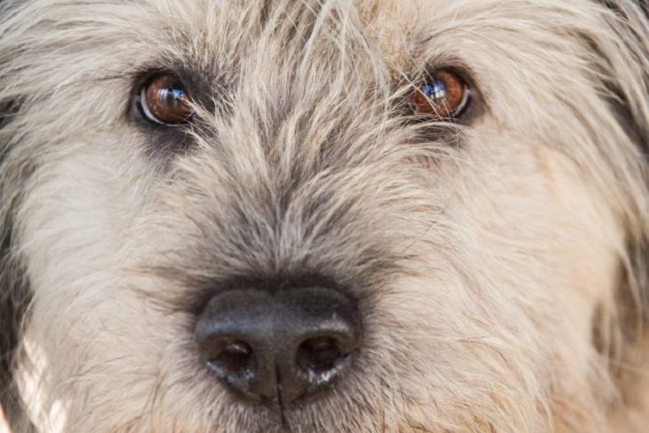 Why you can't look a dog in the eye: the meaning of the sign dog