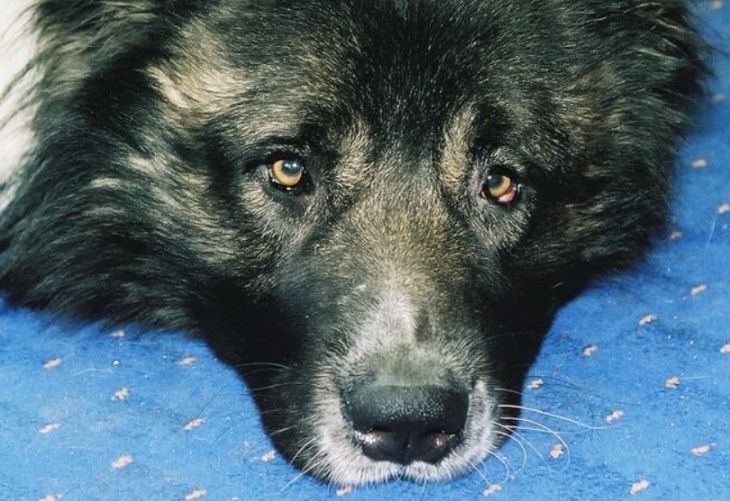 Hunderassen, die einen neuen Besitzer nie wiedererkennen Hund