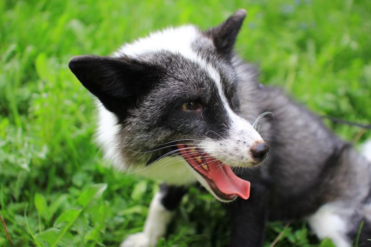 Qué no darle a tu perro: alimentos que matan lentamente a tu mascota Perro
