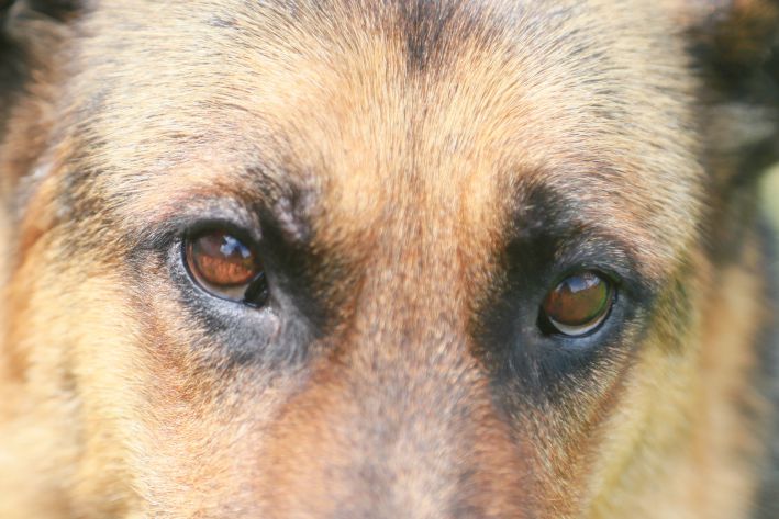 Welche Hunde eignen sich für Wohnungen: Top 5 Rassen Hund