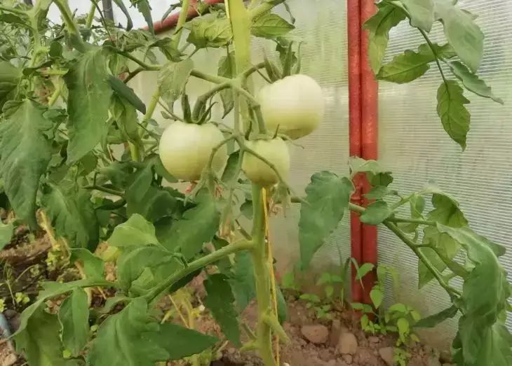 Quoi de mieux à planter après les tomates : une liste de cultures adaptées que vous devez connaître Tomates