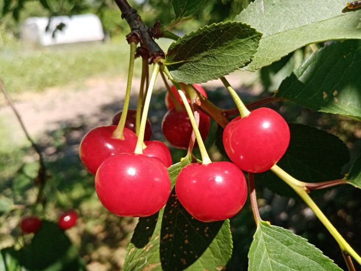 Assurez-vous de nourrir les cerises au printemps : la récolte vous surprendra agréablement cerise