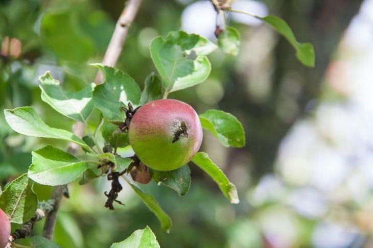 What plants can't an apple tree tolerate: at least one of them is familiar to every summer resident Apple