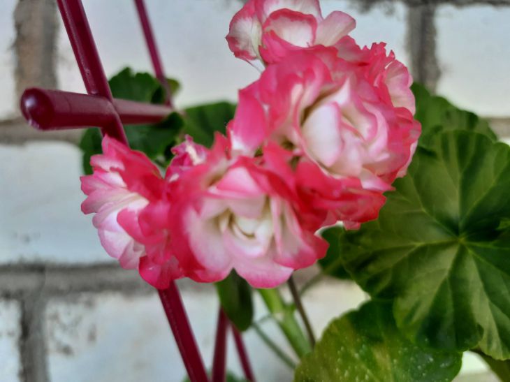 Cómo hacer que los geranios florezcan durante todo el año: un remedio barato de “abuela” Flor