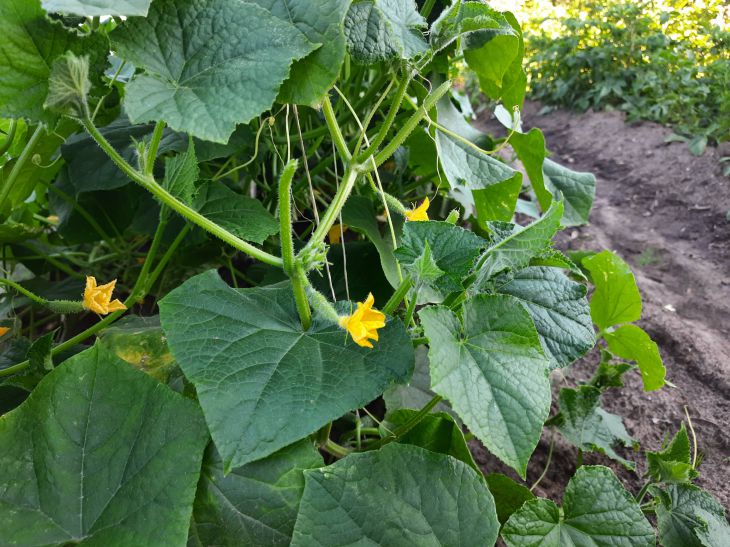 What can and cannot be planted after cucumbers: the worst and best options Cucumbers