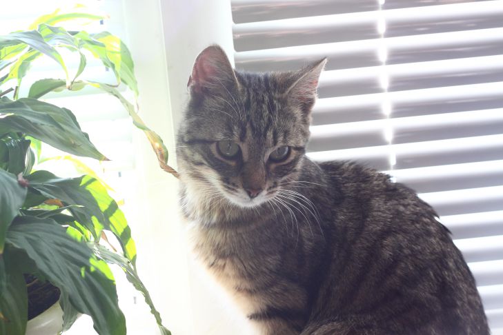 Which 3 Cat Breeds Are Considered the Most Loyal: You'll Be Surprised cat