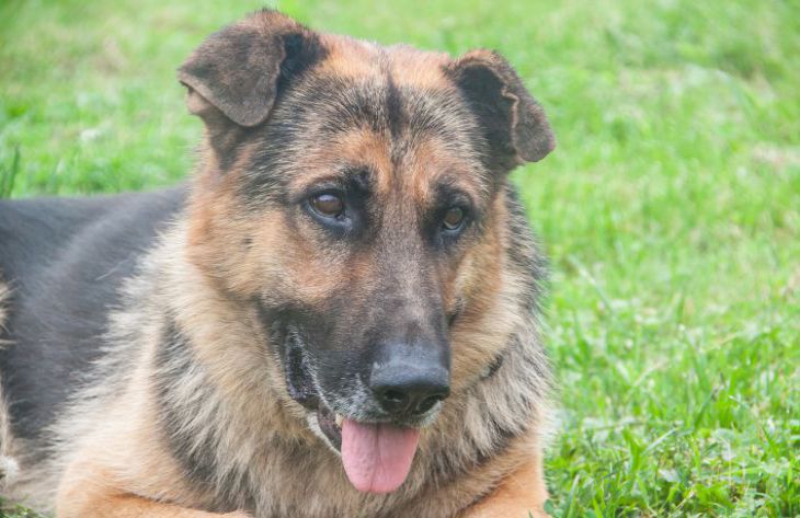 What 3 Dog Breeds Are Considered the Most Loyal: Not Everyone Knows This dog