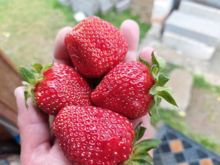 The berries will be sweet and juicy: how to fertilize strawberries in spring for a big harvest Strawberry