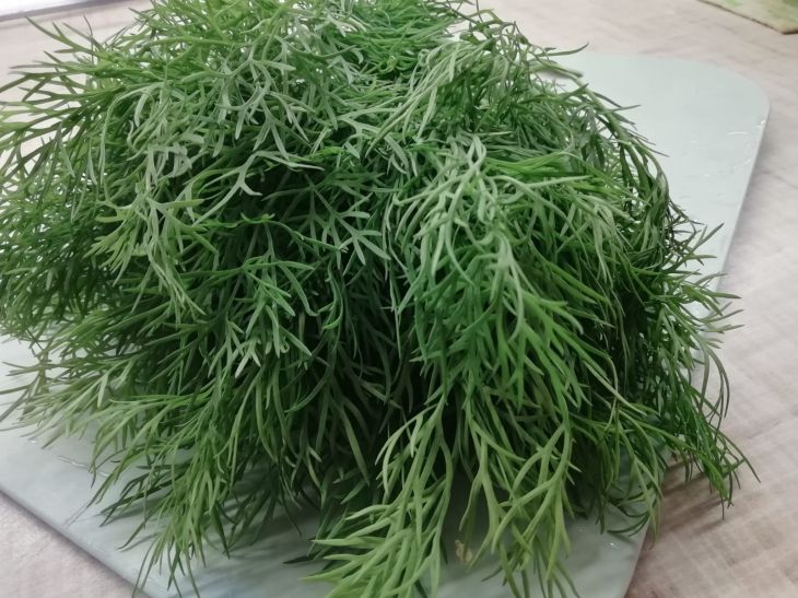 How to Grow Lush Dill Without Umbrellas: One Trick - and You'll Be Collecting Greens All Summer Long Dill