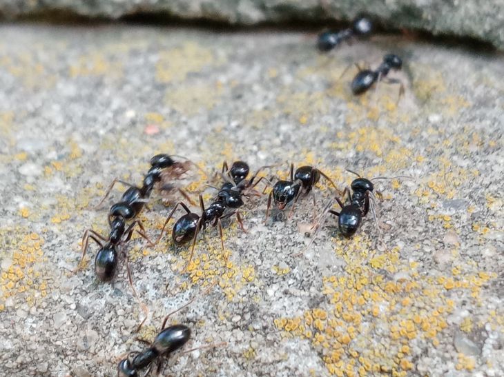 Ants Will Forget the Way to You: 3 Village Tricks You Should Know ants