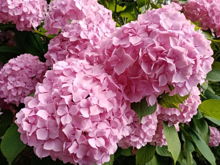 5 meilleures variétés d'hortensias : peuvent résister même à des gelées à 20 degrés Fleurs d'hortensia